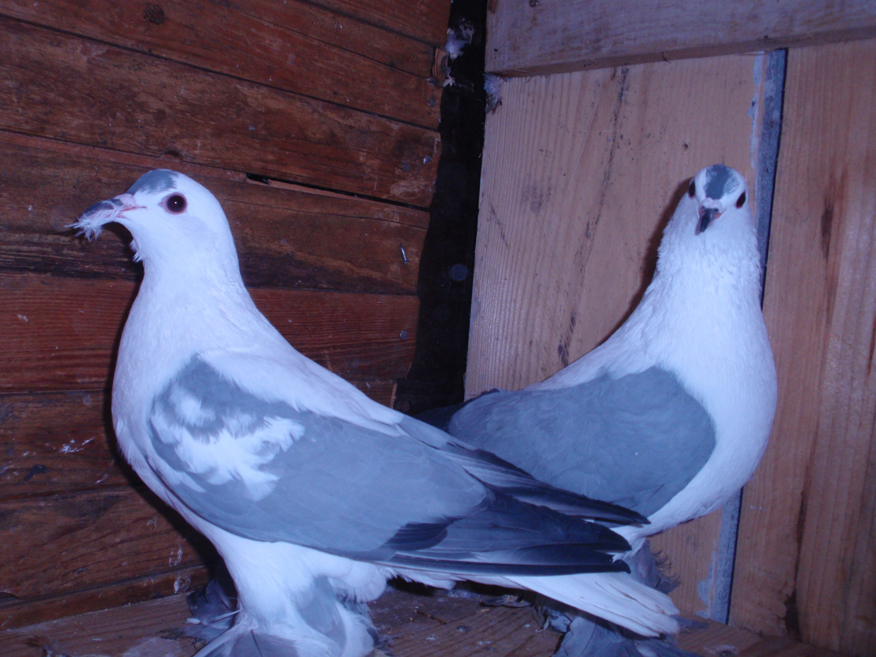 P1013378