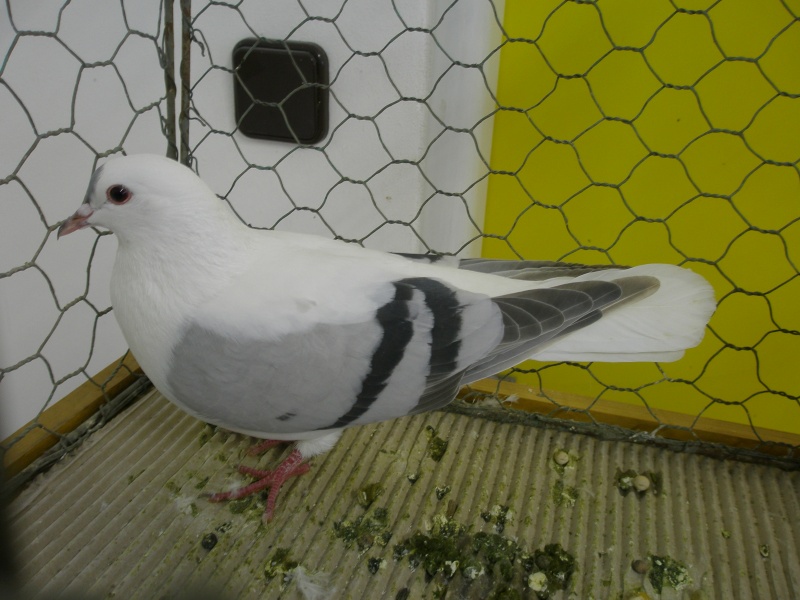 4cfa8956bcf23