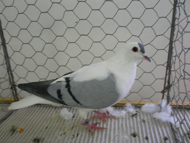4cfa89a5ef064